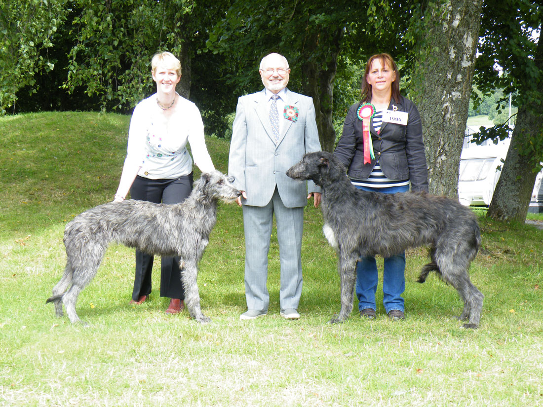 Best Puppies Welsh Kennel Club 2014